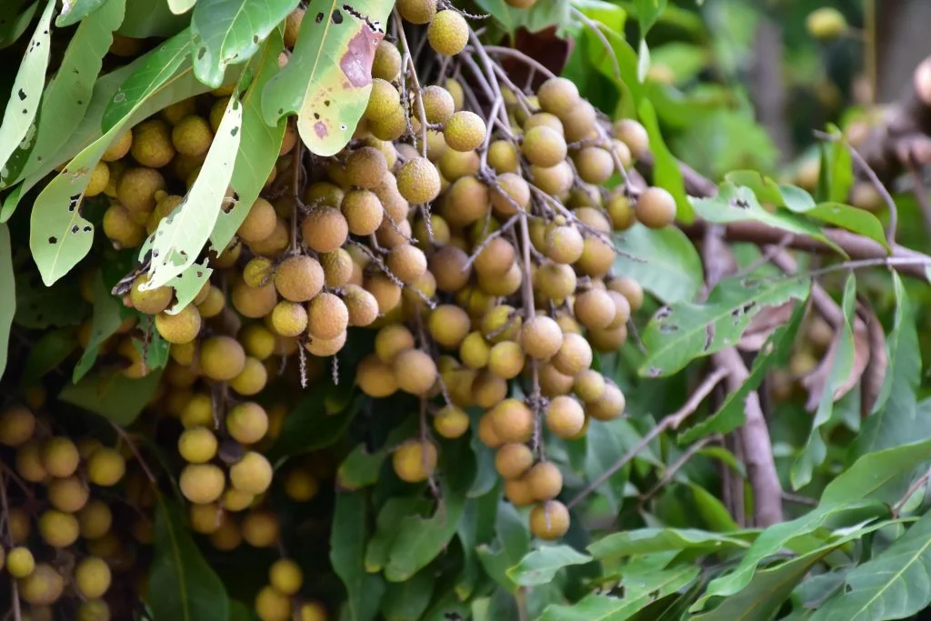 longan charcoal vietnam