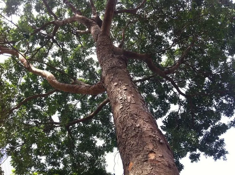 khaya senegalensis charcoal